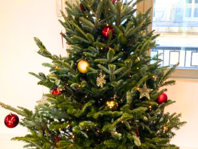 Location de sapins de Noël pour nos CSE clients